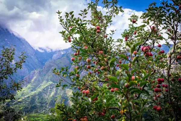 Apple Valley Tour