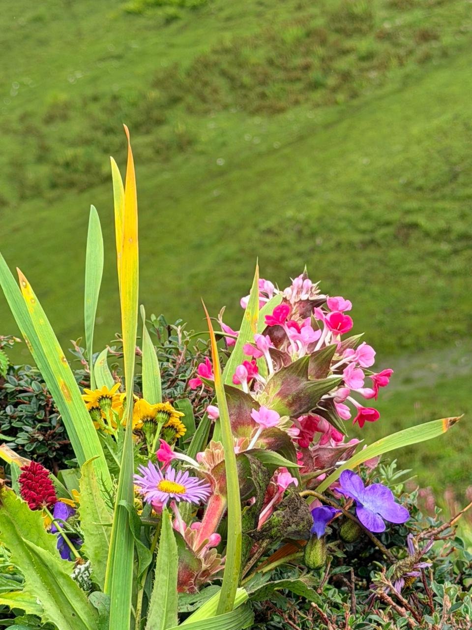Dayara Bugyal Trek